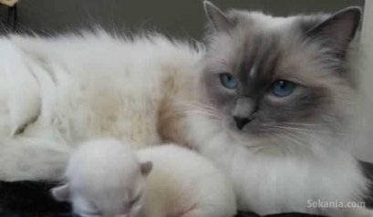 Chatons ragdoll pure race age 2 mois