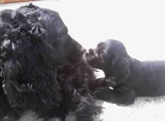 Chiots cocker spaniel pure race age 2 mois