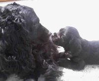 chiots cocker spaniel pure race age 2 mois