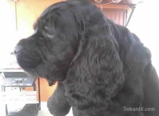 Chiots cocker spaniel pure race age 2 mois