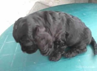 Chiots cocker spaniel pure race age 2 mois