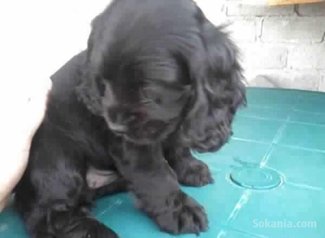 Chiots cocker spaniel pure race age 2 mois
