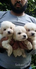 Chiots bichon maltais pure race age 2 mois