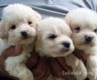 chiots bichon maltais pure race age 2 mois