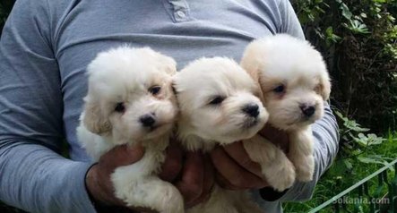 Chiots bichon maltais pure race age 2 mois