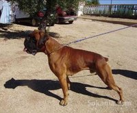 chiots boxer pure race age 1 mois et 15 jours
