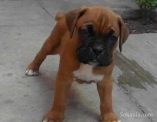 Chiots boxer pure race age 1 mois et 15 jours