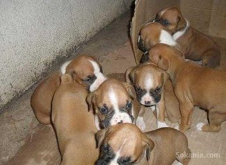 Chiots boxer pure race age 1 mois et 15 jours