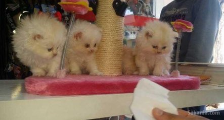 Chaton persan pure race age 2 mois