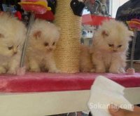 Chaton persan pure race age 2 mois