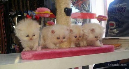 Chaton persan pure race age 2 mois