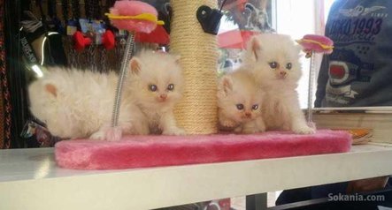 Chaton persan pure race age 2 mois