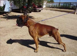 Chiots boxer pure race age 1 mois et 15 jours