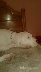 Femelle dog argentin pure race age 5 mois