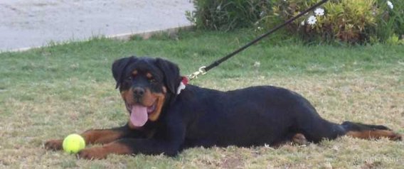 Chiots rottwiler pedigree age 3 mois