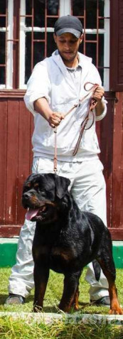 Chiots rottwiler pedigree age 3 mois