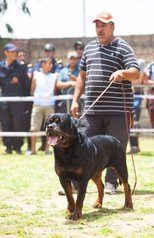 Chiots rottwiler pedigree age 3 mois