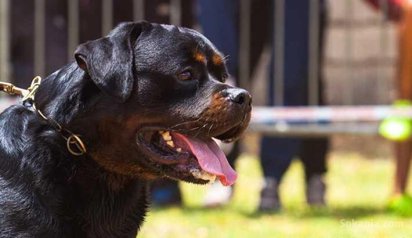 Chiots rottwiler pedigree age 3 mois