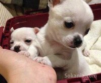 Chiots chihuahua miniature pure race age 2 mois