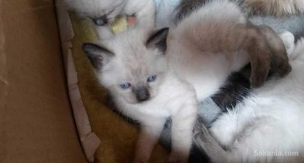 Chatons siamois pure race age 3 mois
