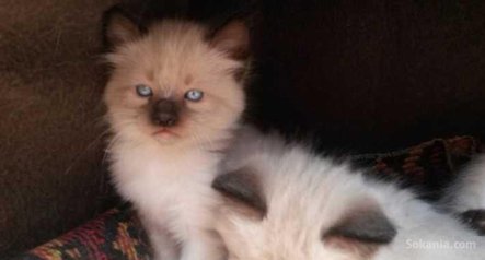 Chatons siamois pure race age 3 mois