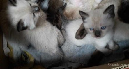 Chatons siamois pure race age 3 mois