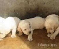 Chiots labrador pure race age 2 mois