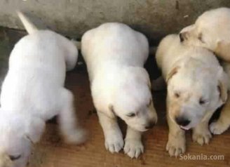 Chiots labrador pure race age 2 mois