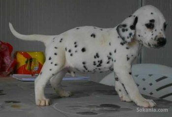 Chiots dalmatien de race pure