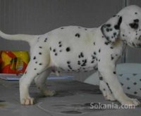 Chiots dalmatien de race pure