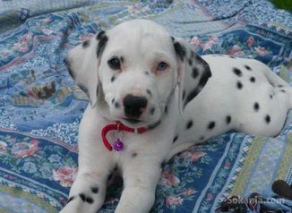 Chiots dalmatien de race pure