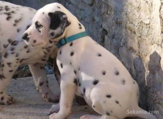 Chiots dalmatien de race pure