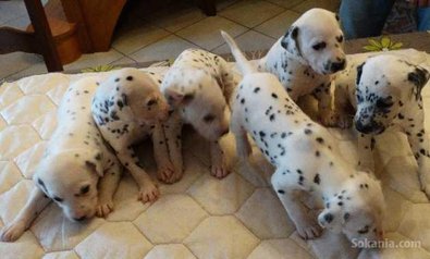 Chiots dalmatien de race pure