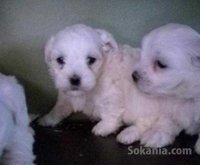 chiots bichon maltais race pure
