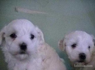 Chiots bichon maltais race pure