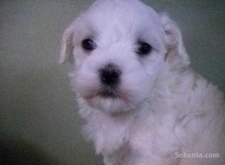Chiots bichon maltais race pure