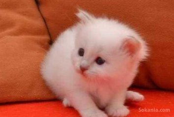 Chat angora race pure les yeux bleus