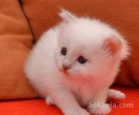 Chat angora race pure les yeux bleus
