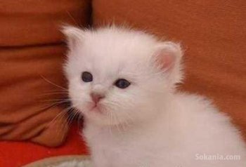 Chat angora race pure les yeux bleus