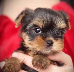Chiots yorkshire toye race pure