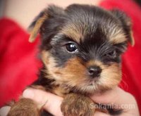 Chiots yorkshire toye race pure