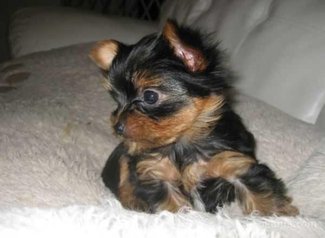 Chiots yorkshire toye race pure
