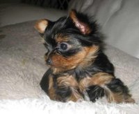 Chiots yorkshire toye race pure