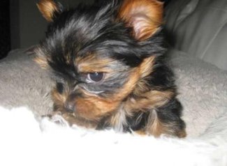 Chiots yorkshire toye race pure