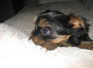 Chiots yorkshire toye race pure