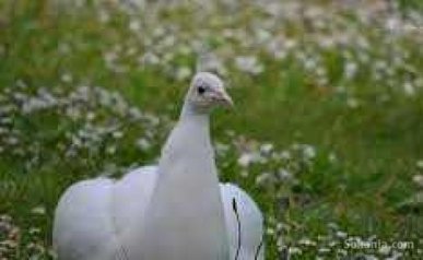 Paon blanc