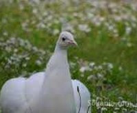 Paon blanc