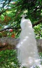 Paon blanc