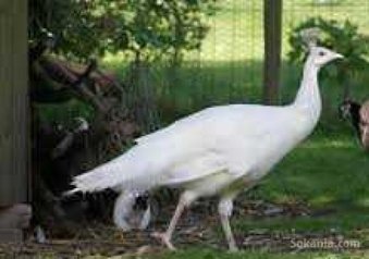 Paon blanc