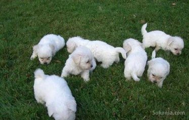 Chiots bichon maltais race pure